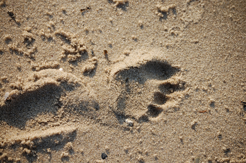 A chinese lion statue